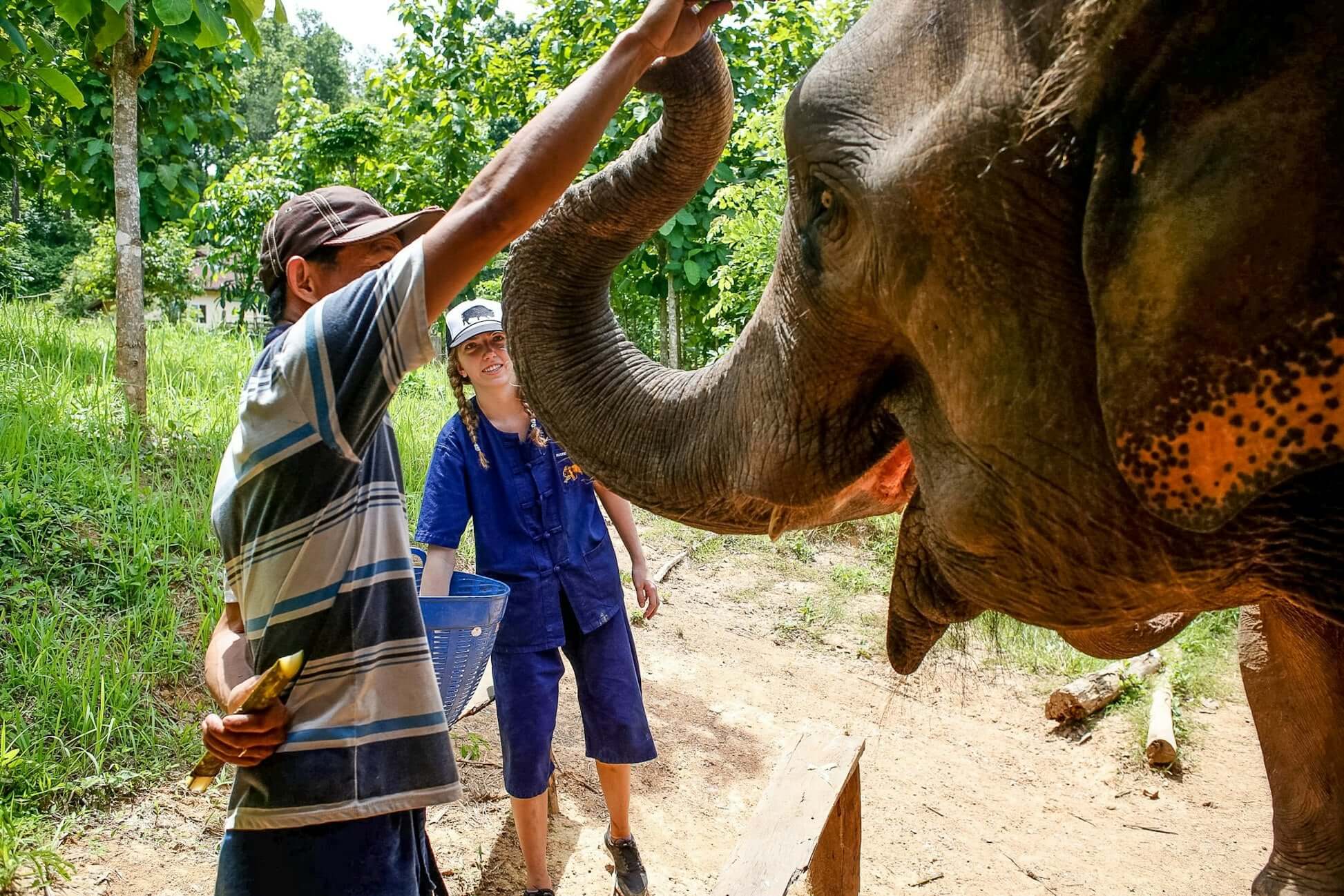 High school students interacting with an elephant in Thailand's lush, green landscape, enjoying an adventurous experience.