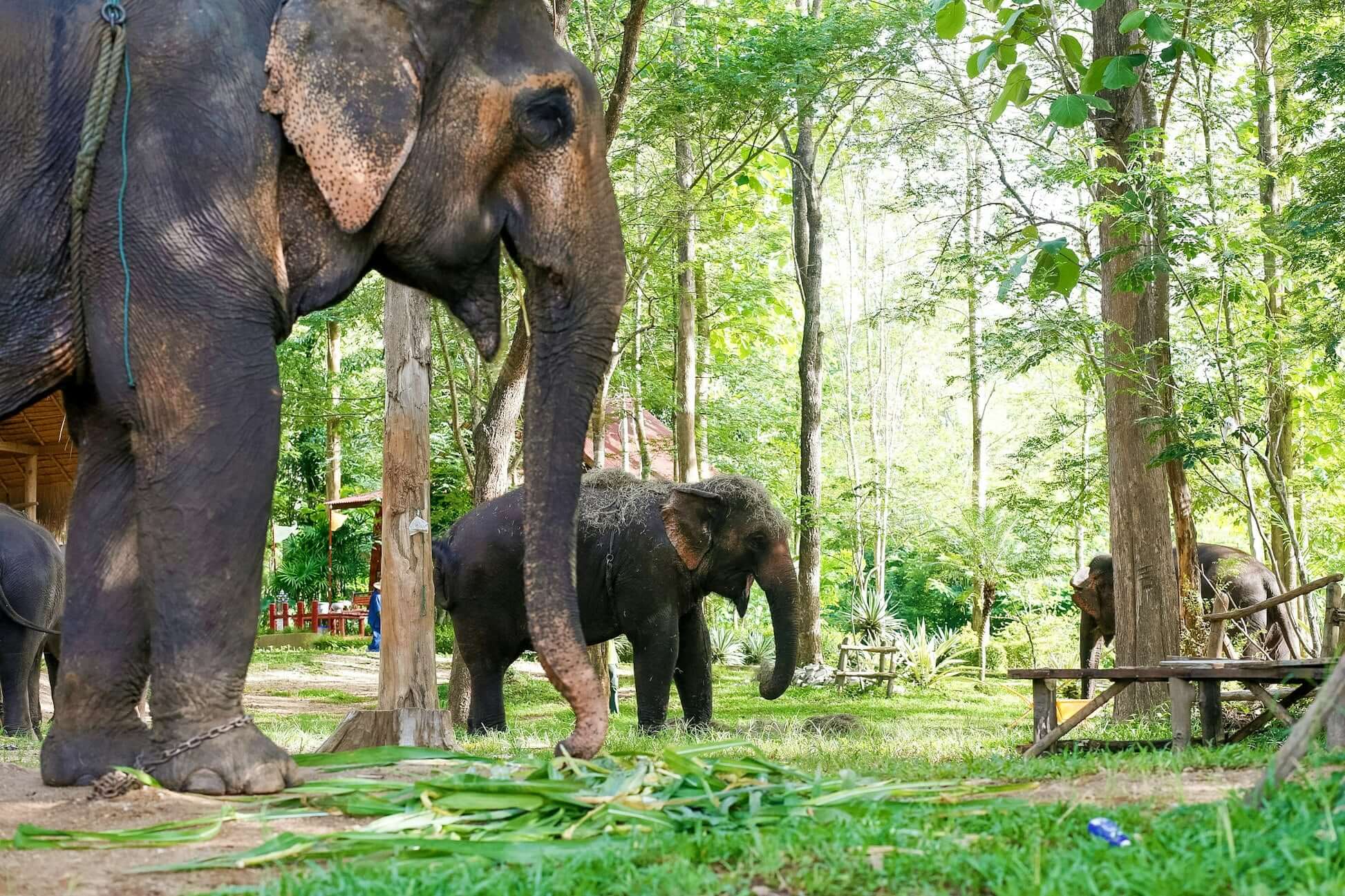 Two elephants enjoy a lush, green environment at a Thai elephant conservation project, perfect for high school teen travel.