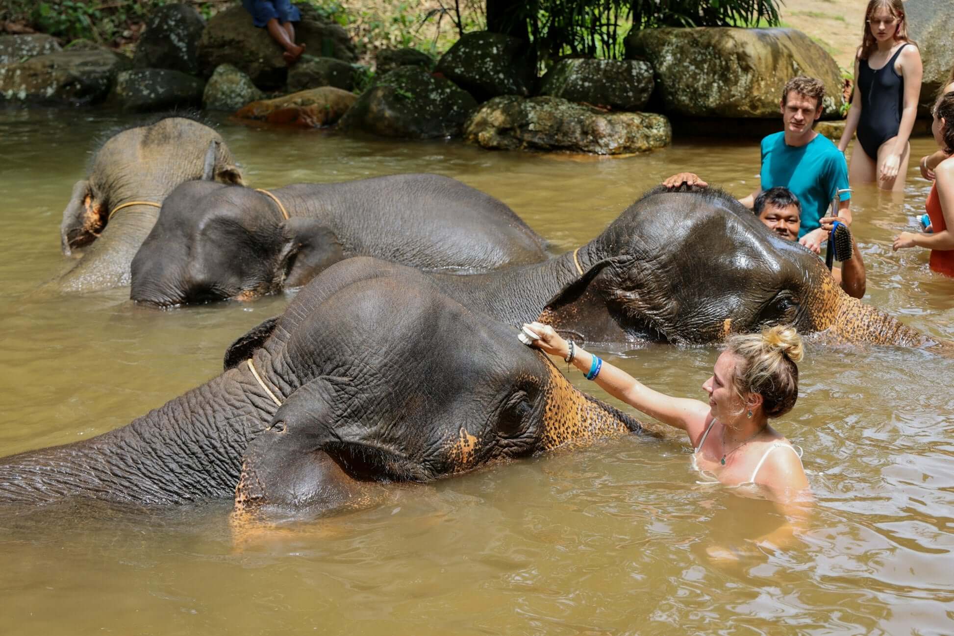 Travelers interacting with elephants in a river during a conservation experience in Thailand's rainforest.