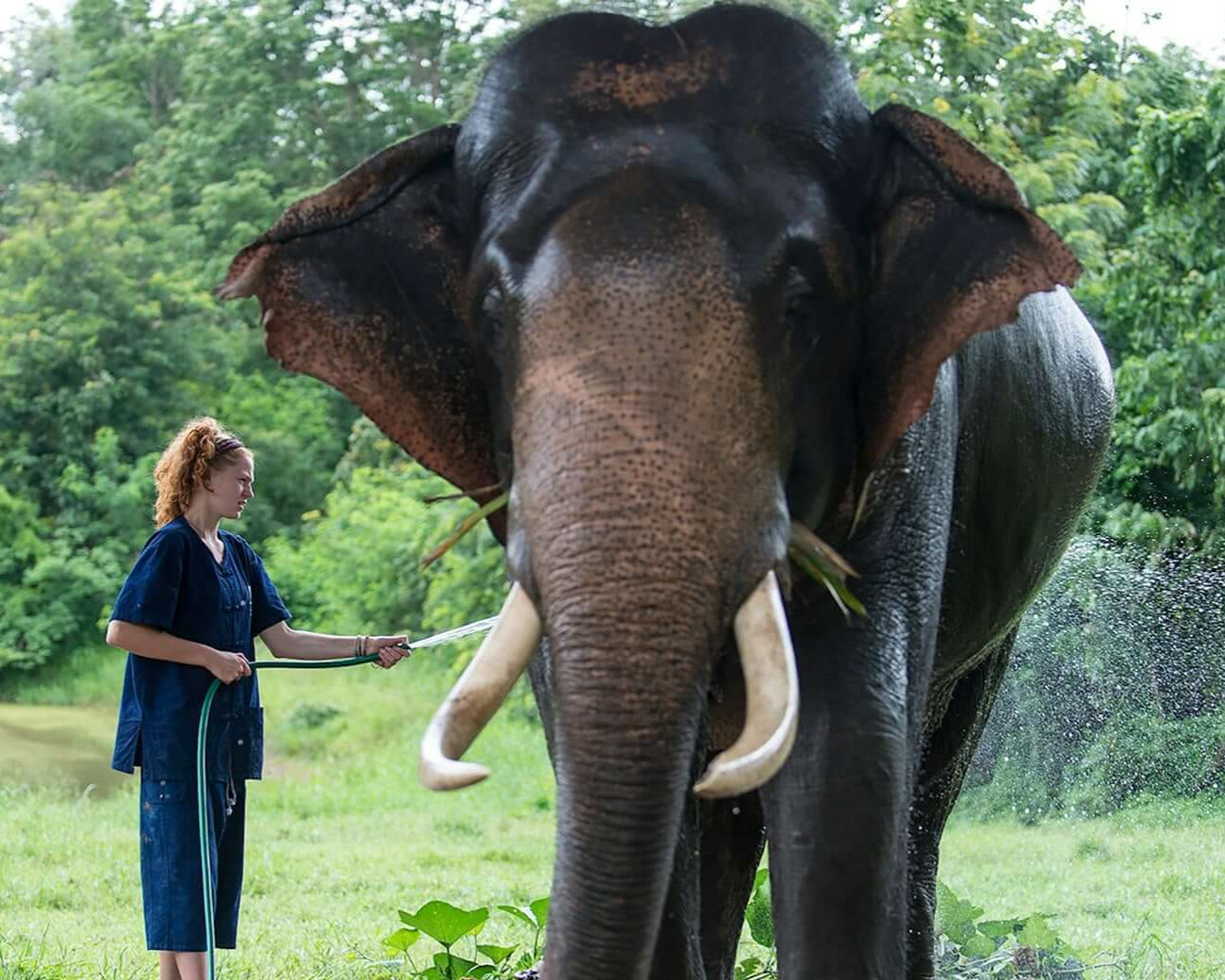 A junior mahout connects with a majestic elephant in a lush Thailand conservation project, showcasing teen travel experiences.