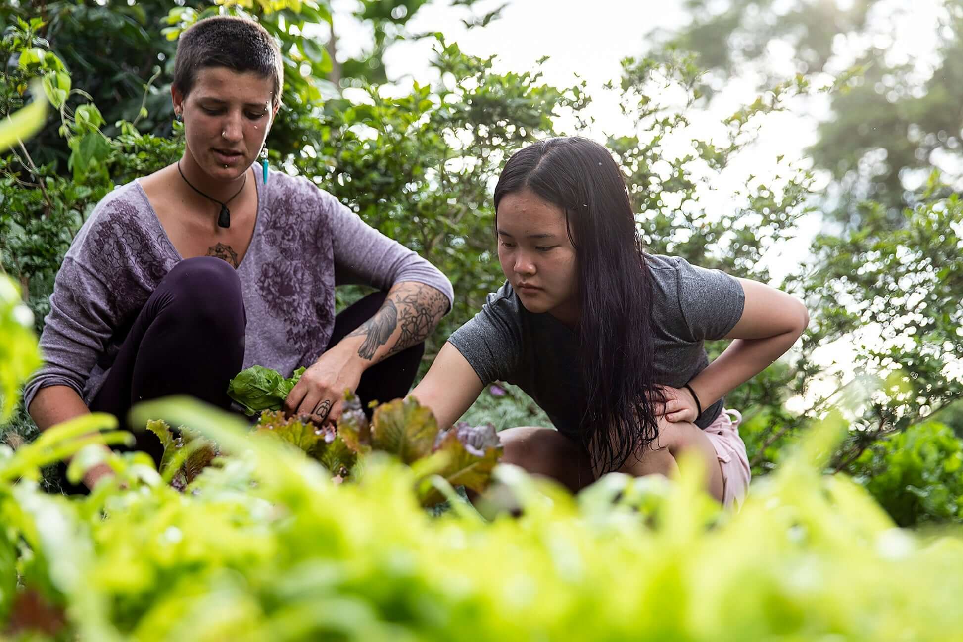 Two teens engaged in community service, tending to plants in lush vegetation for environmental stewardship in Hawaii.