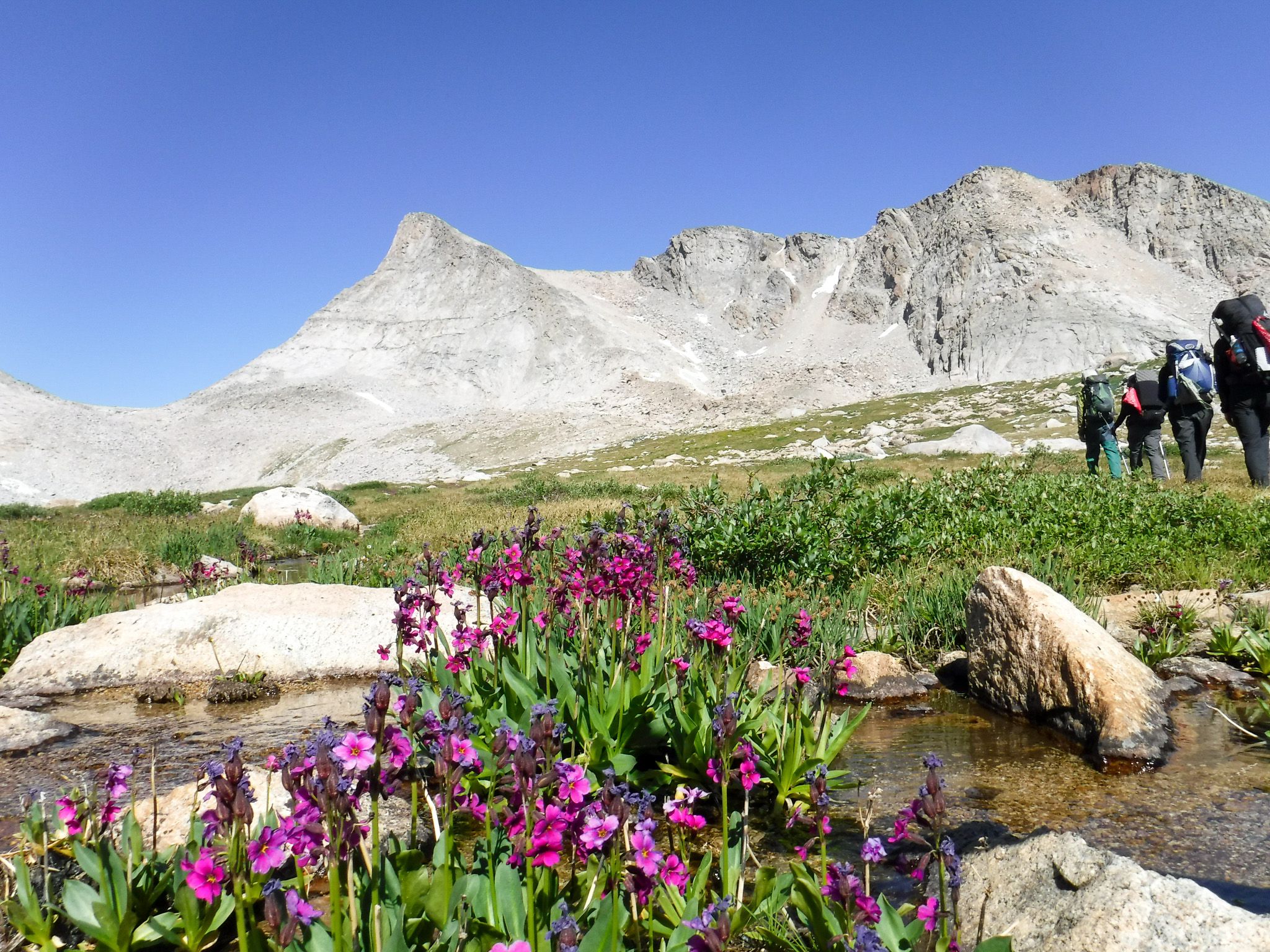 Hikers walking through a scenic mountain landscape with vibrant wildflowers in the foreground on a sunny summer day.