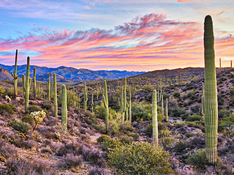 Scenic desert landscape featuring tall cacti under a vibrant sunset sky with mountains in the background.