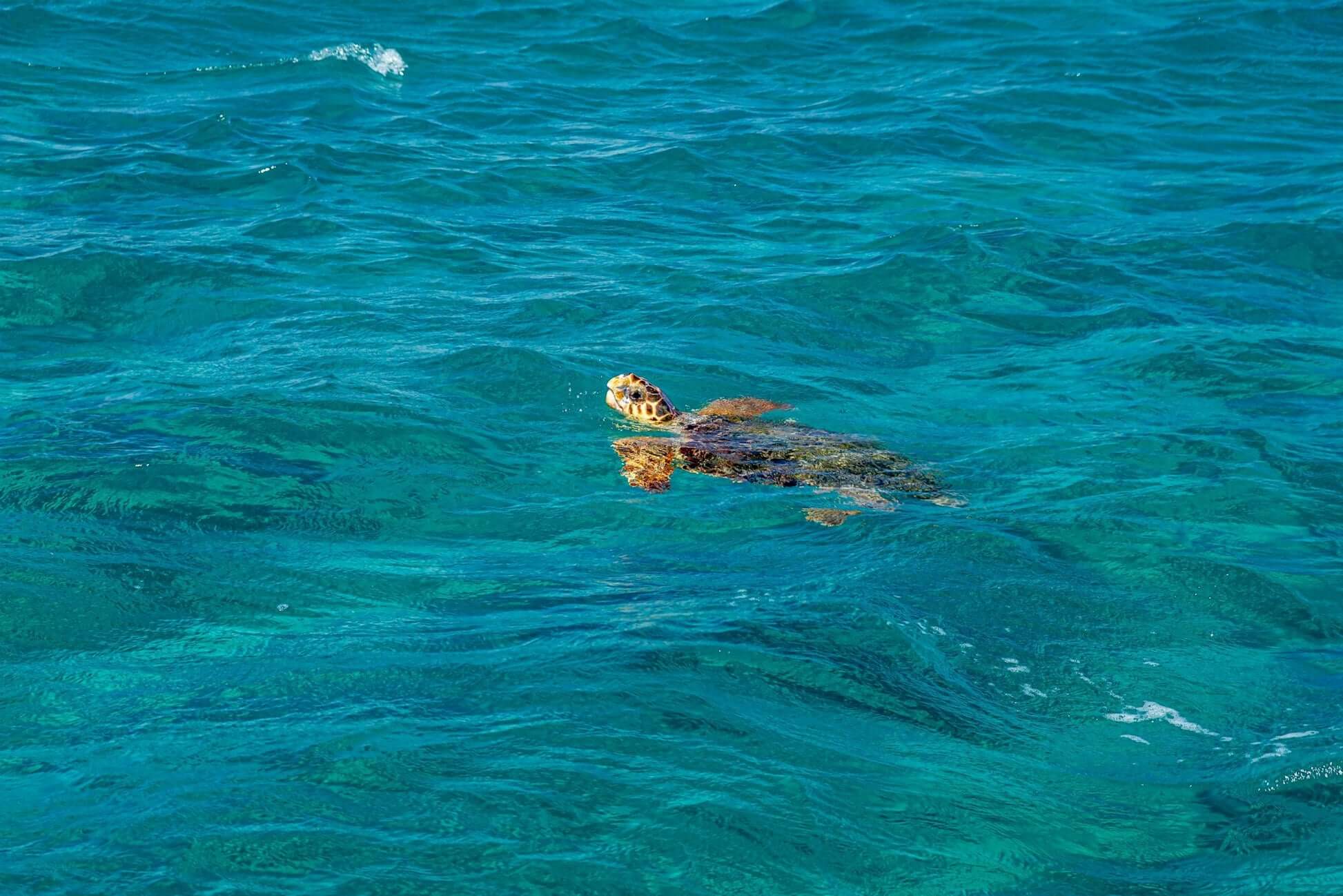 Greek sea turtle swimming in the clear turquoise waters of the Ionian Sea, highlighting marine conservation efforts.