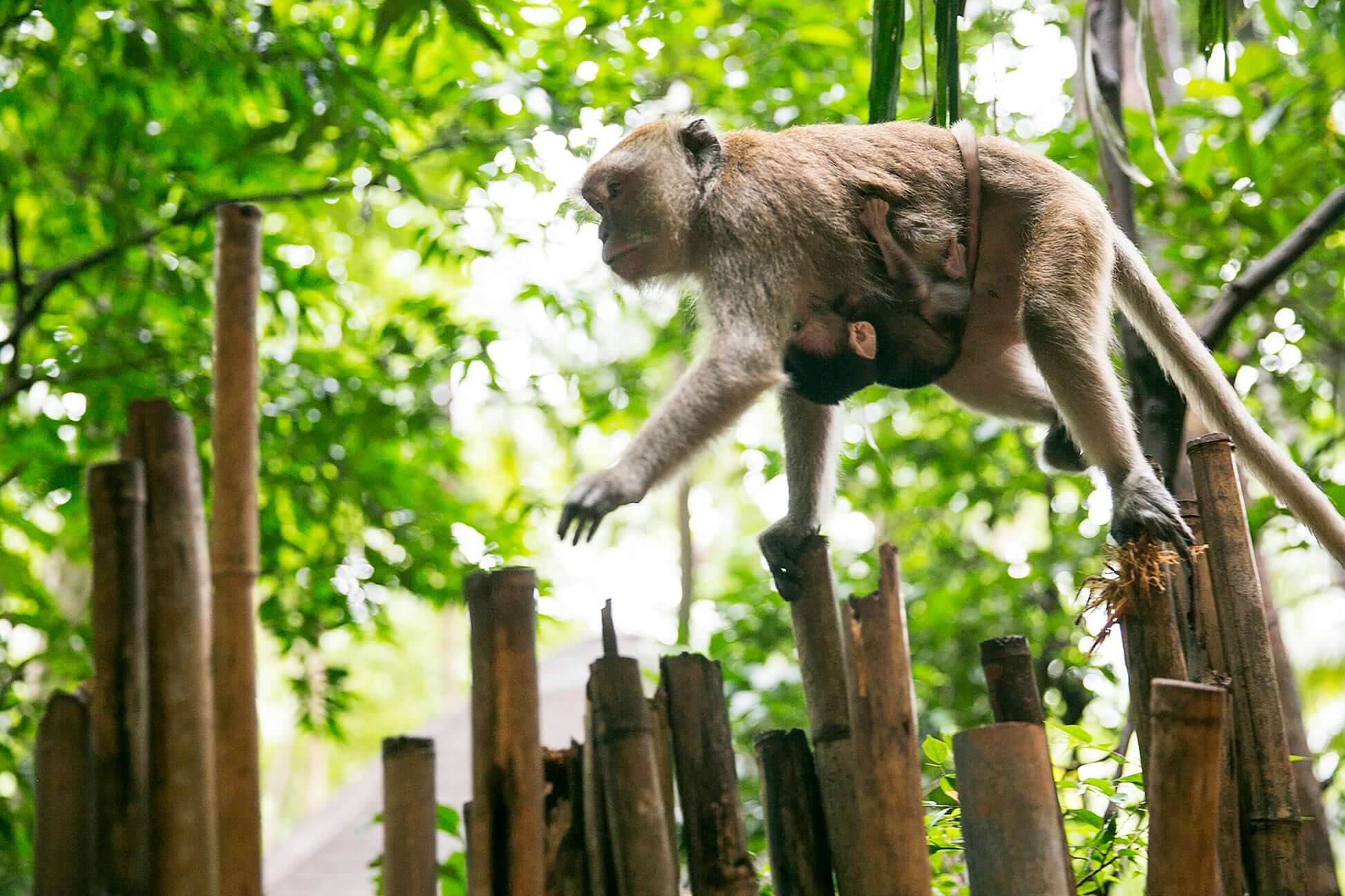 monkey navigating bamboo poles in a lush green rainforest, showcasing Thailand's unique wildlife and ecosystems.