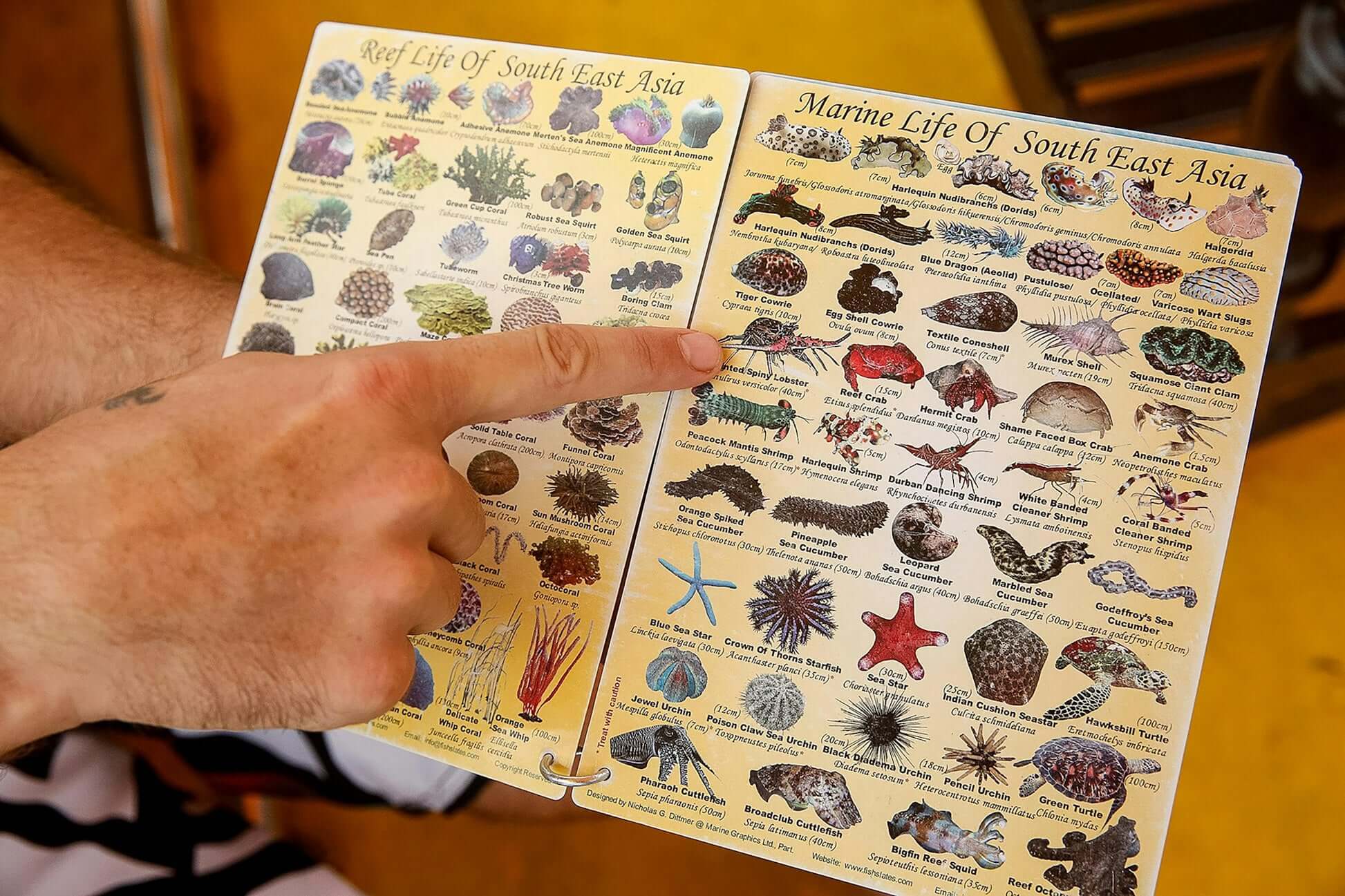 Person pointing at a guide of marine life in Southeast Asia, featuring colorful illustrations and descriptions.