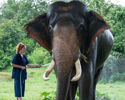 A junior mahout connects with a majestic elephant in a lush Thailand conservation project, showcasing teen travel experiences.