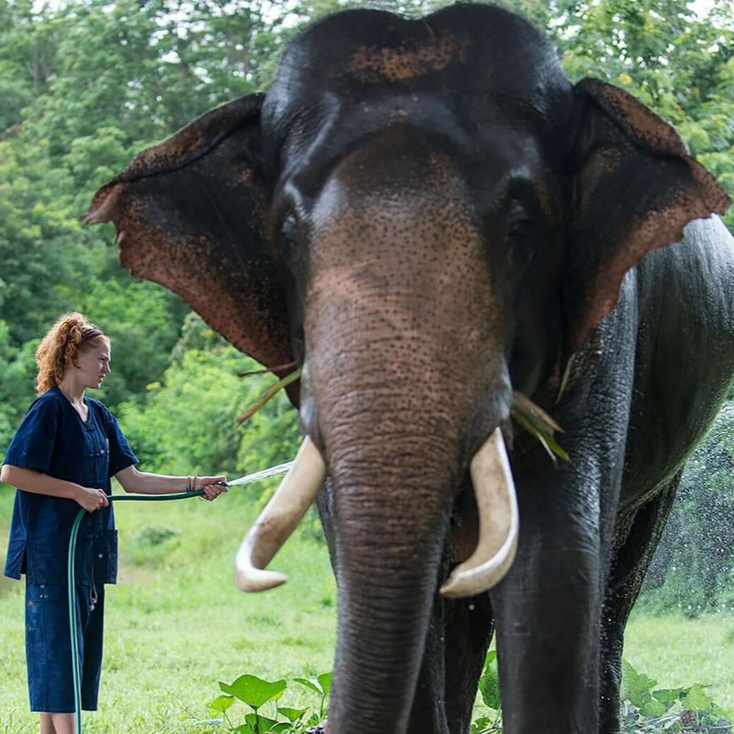 Teen interacting with an elephant in a natural setting