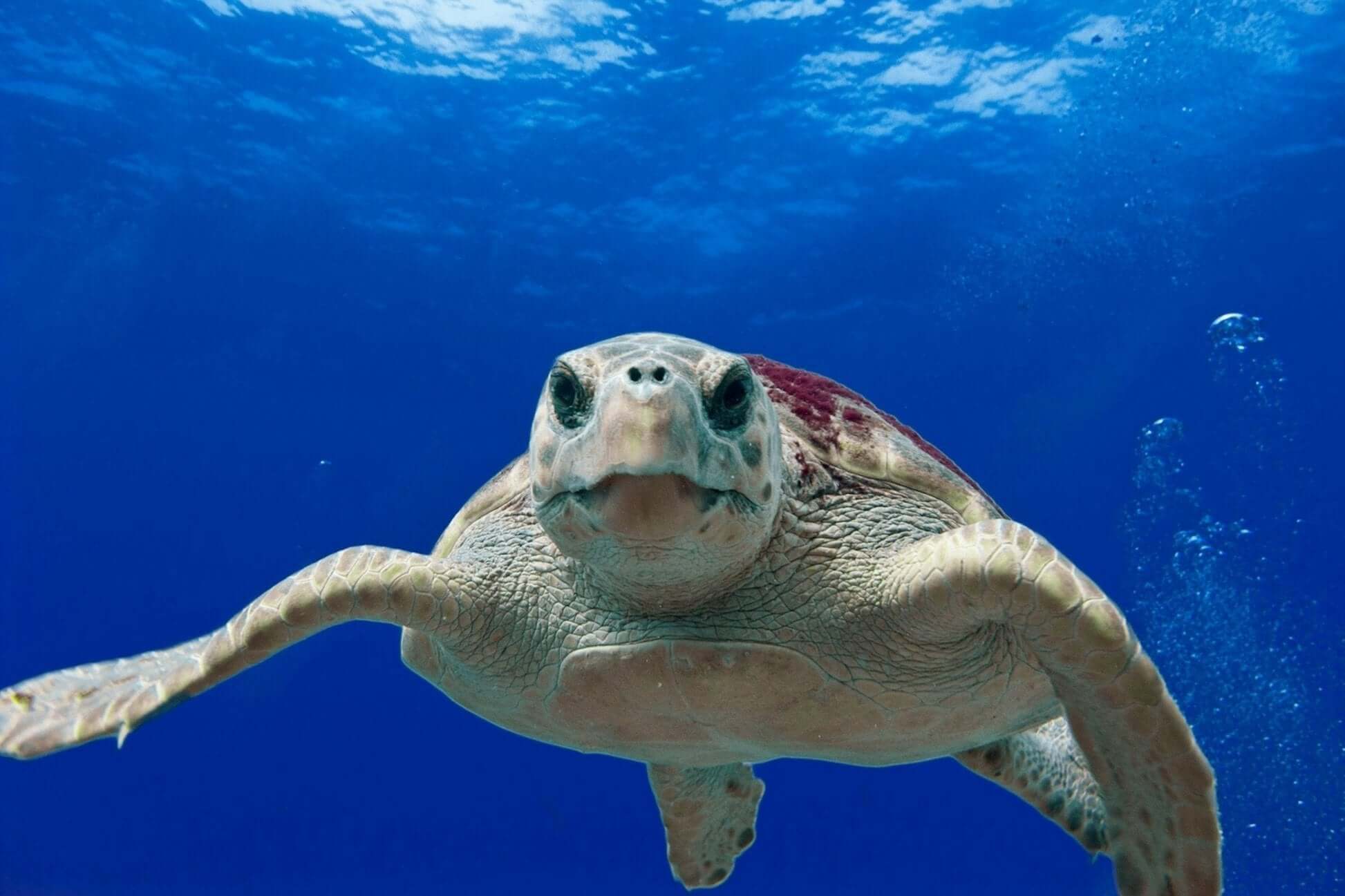 Greek sea turtle swimming underwater in the Ionian Sea, emphasizing conservation efforts for summer programs.