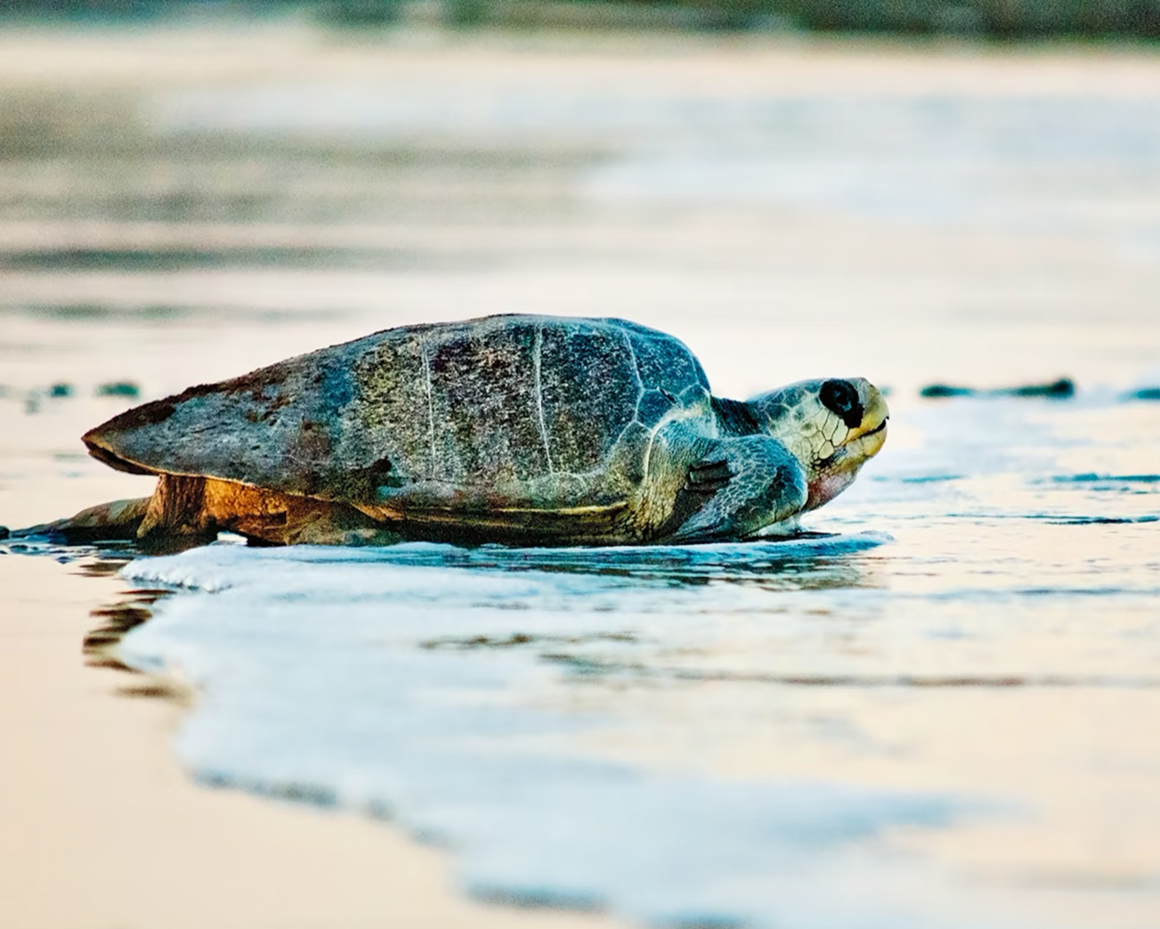 Sea turtle on a secluded beach in Costa Rica, symbolizing conservation efforts for endangered species.