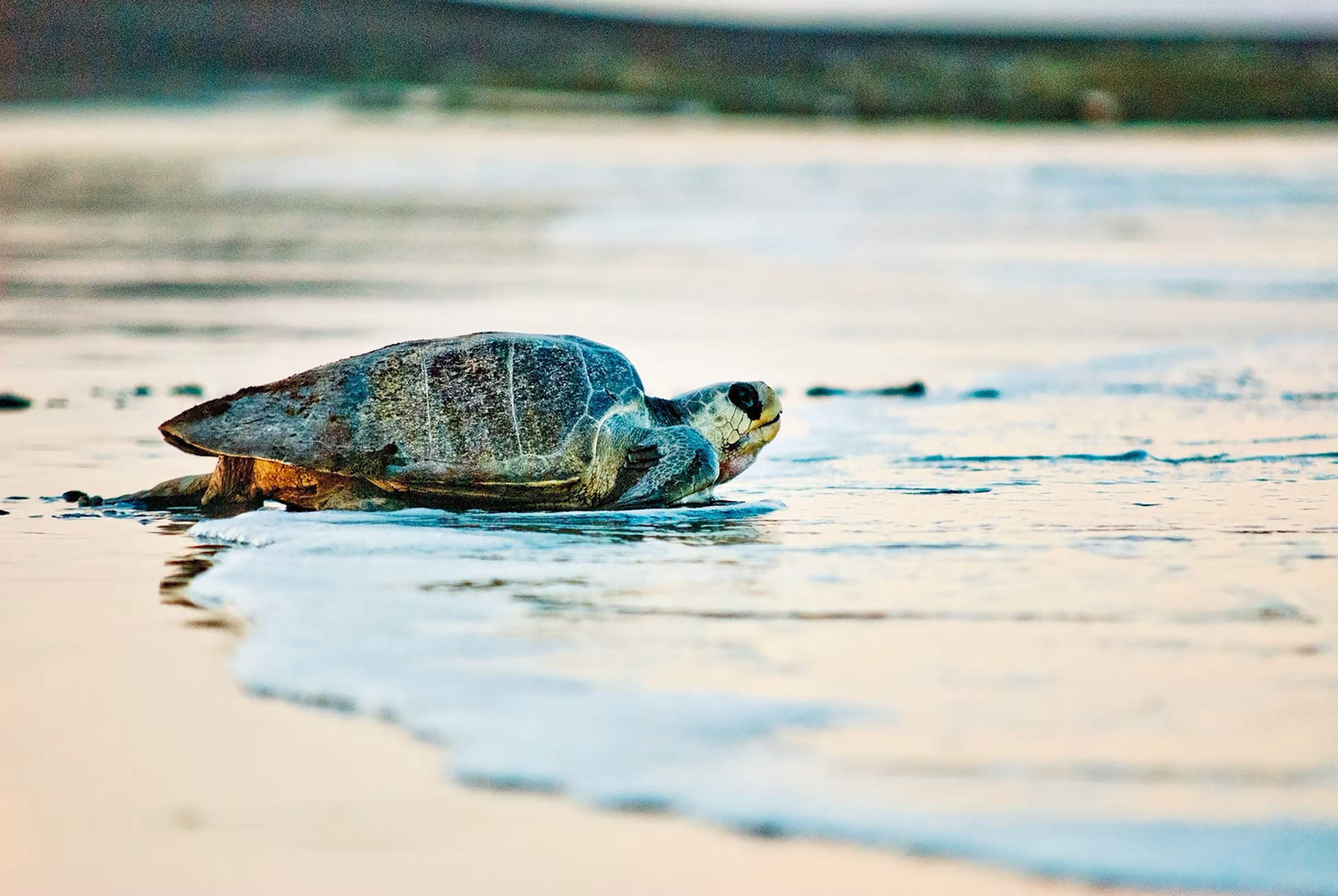 Sea turtle on a secluded beach in Costa Rica, symbolizing conservation efforts for endangered species.