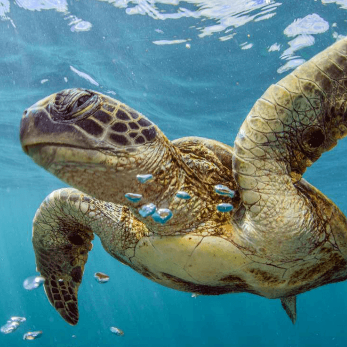 Tortoise swimming underwater with bubbles